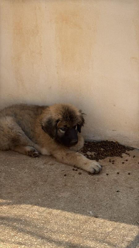 Masha