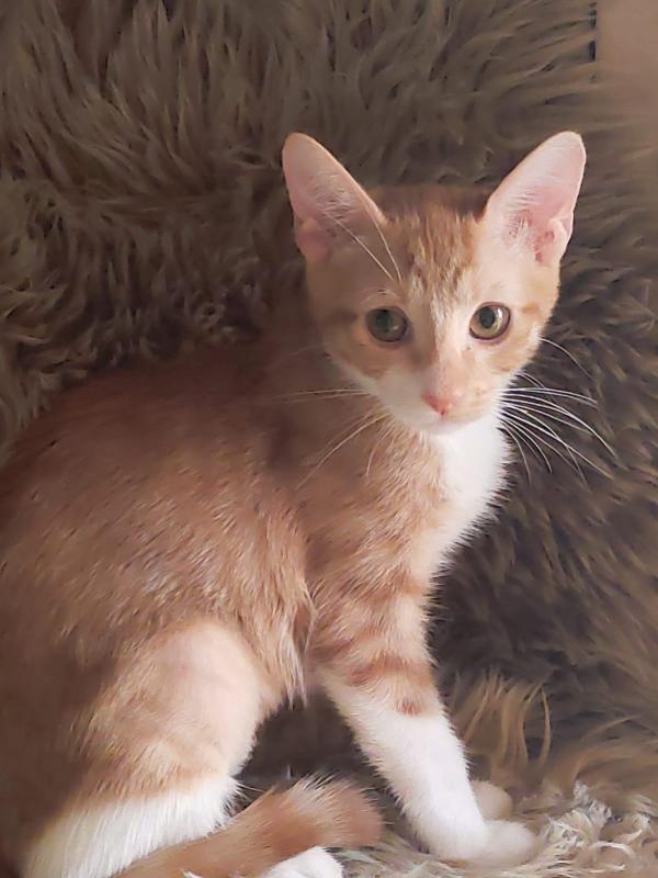Mochi