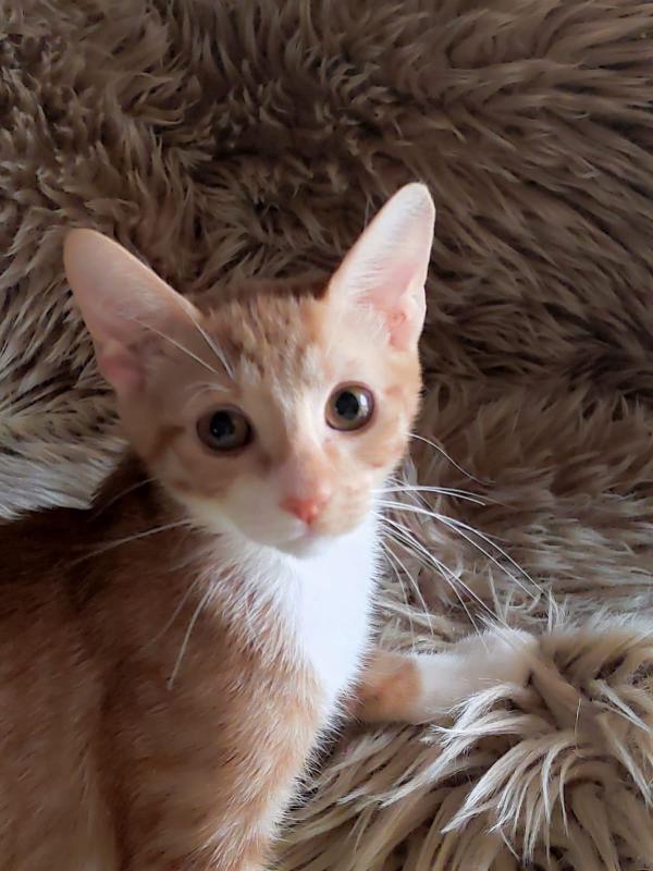 Mochi