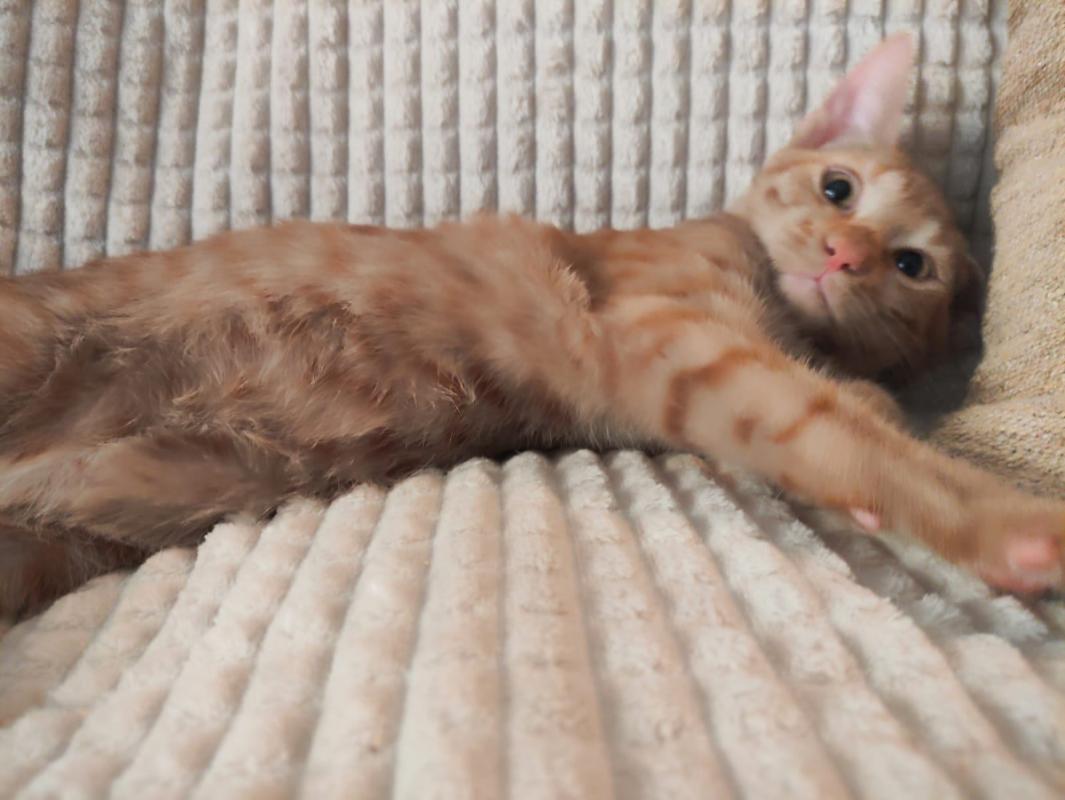 Mango