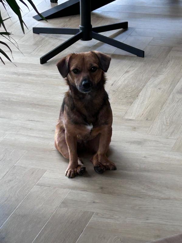 *SPOED* Tippie