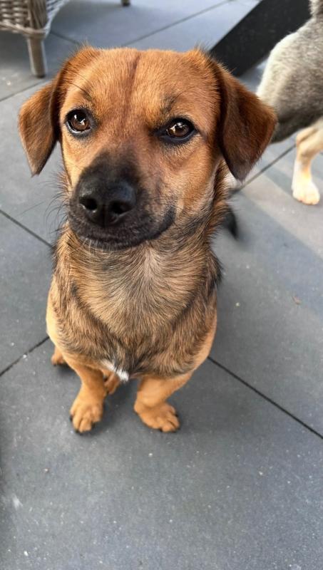 *SPOED* Tippie