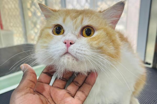 Cheddar