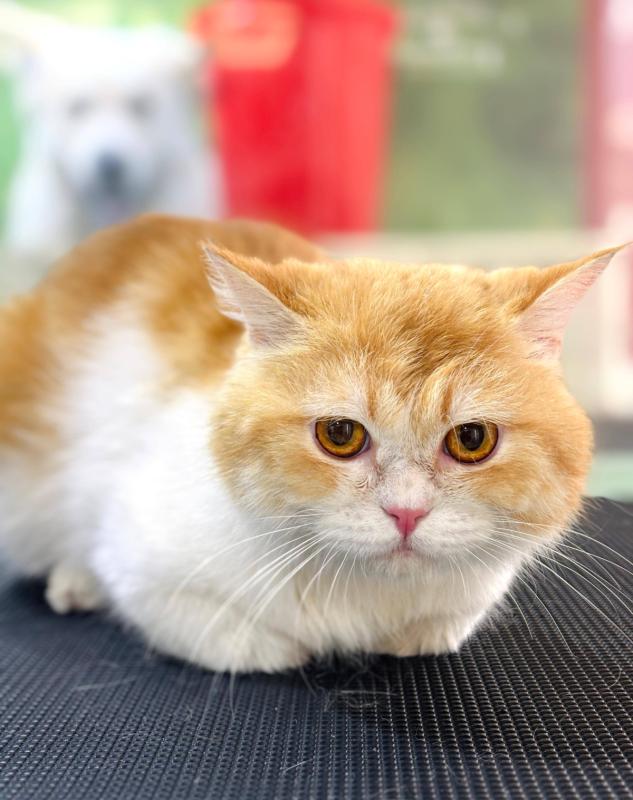 Cheddar