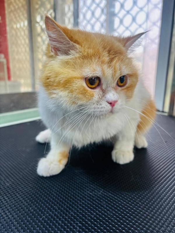 Cheddar