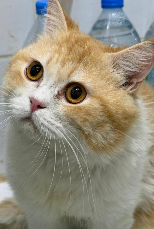 Cheddar