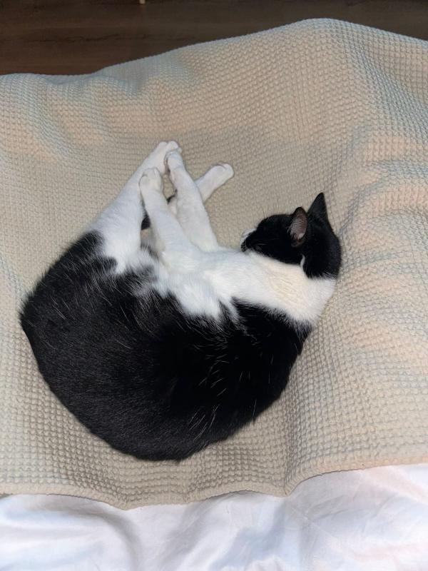 Loki
