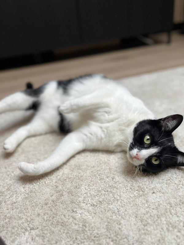 Loki