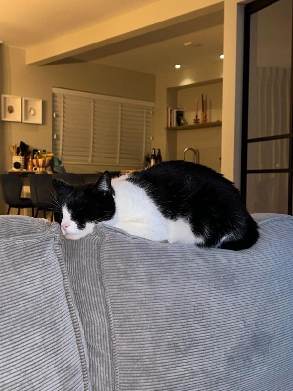 Loki