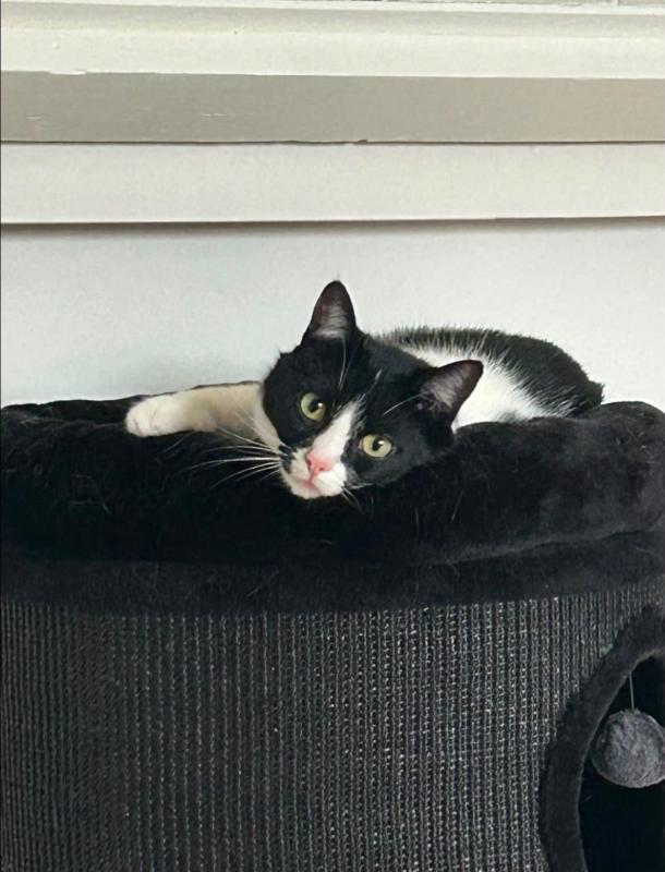 Loki
