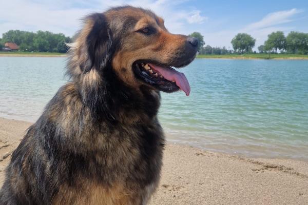 Brutus