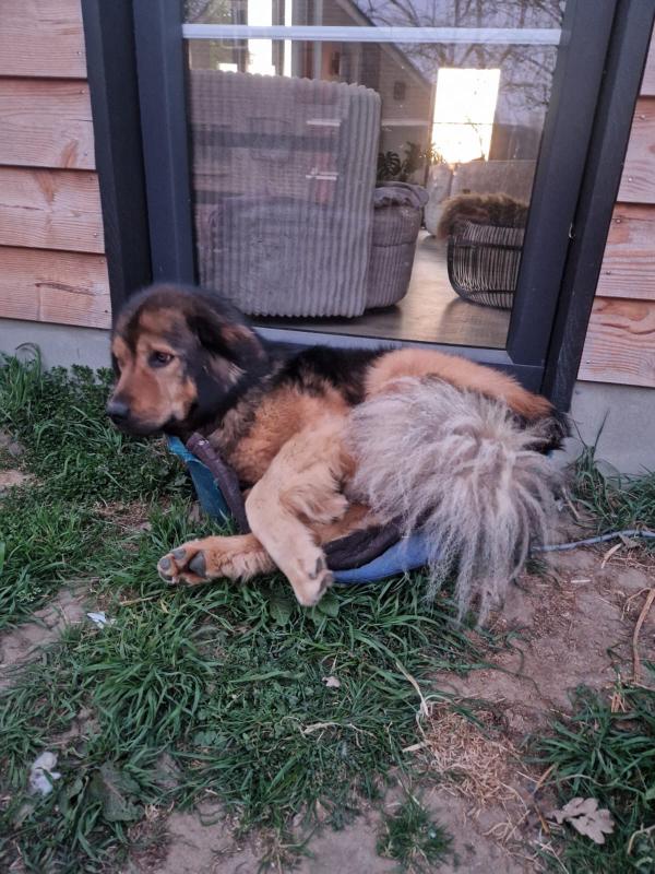 Brutus