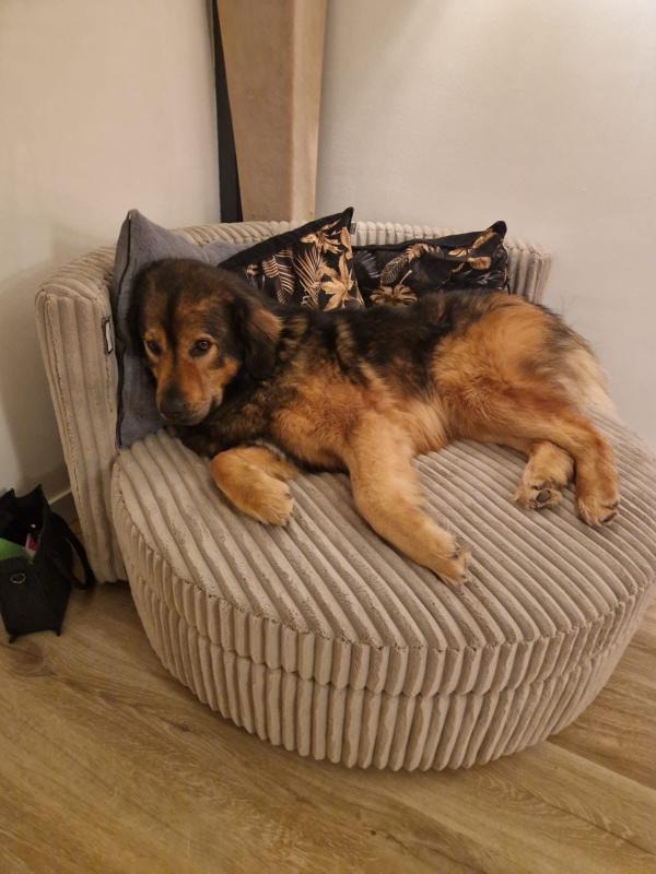Brutus