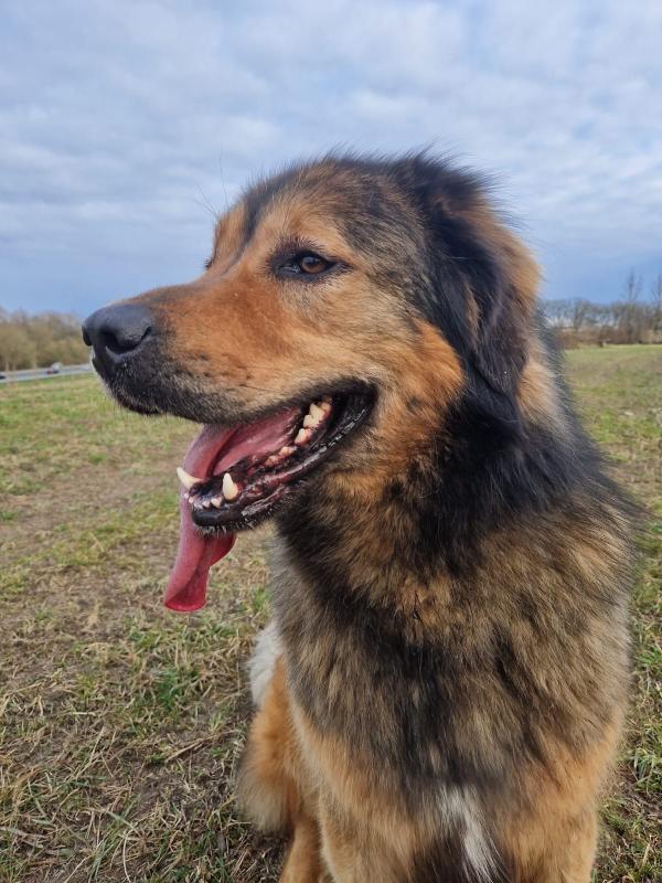 Brutus