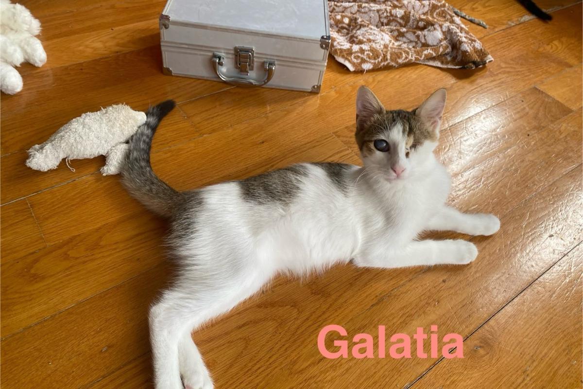 Galatia