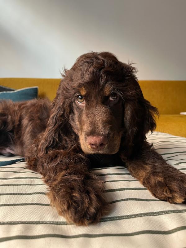 Otto