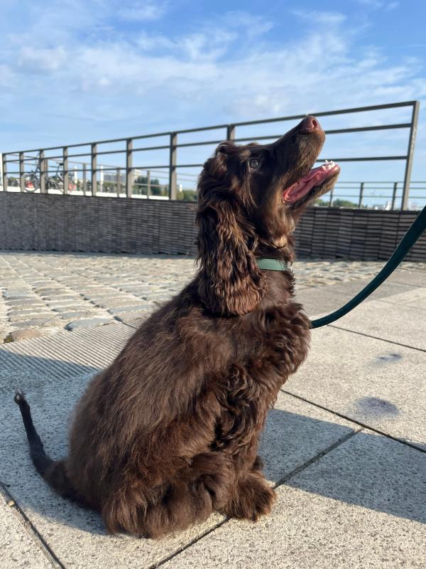 Otto