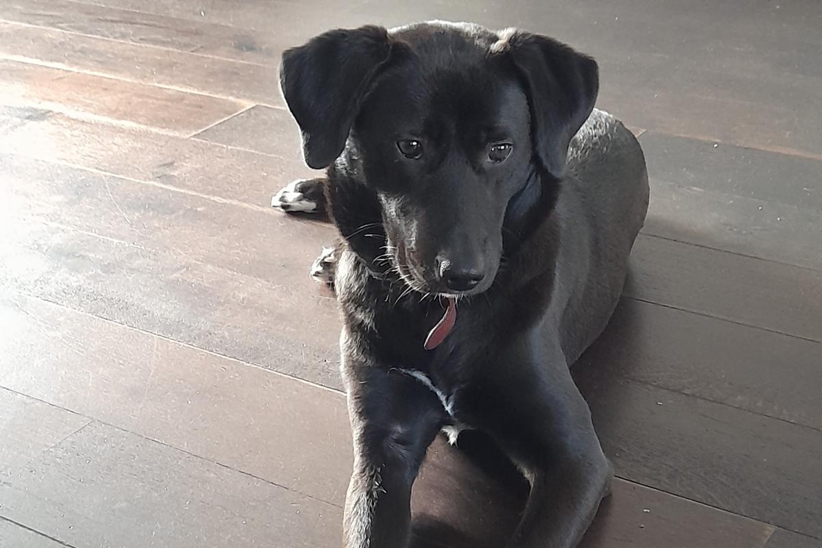Nala