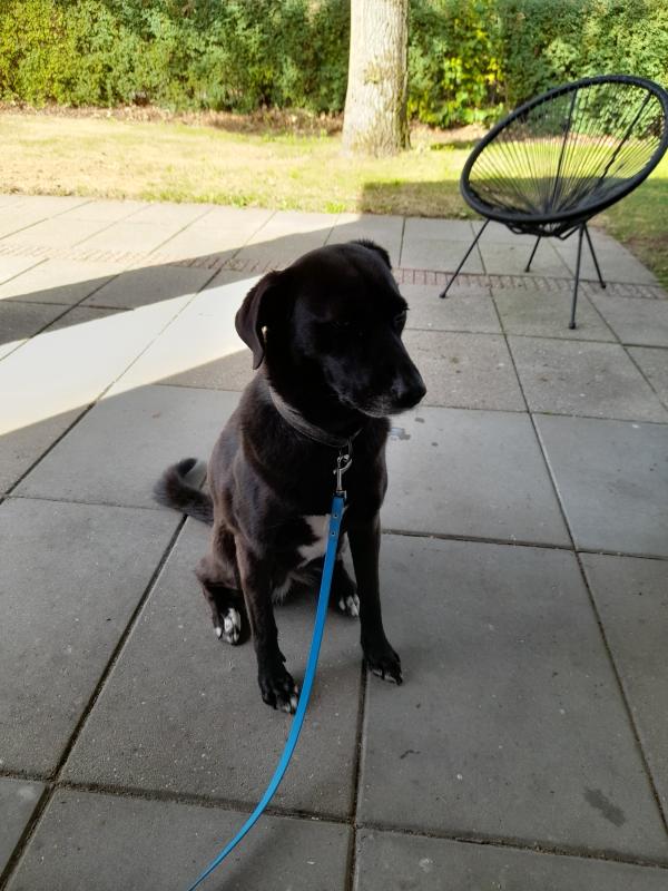 Nala
