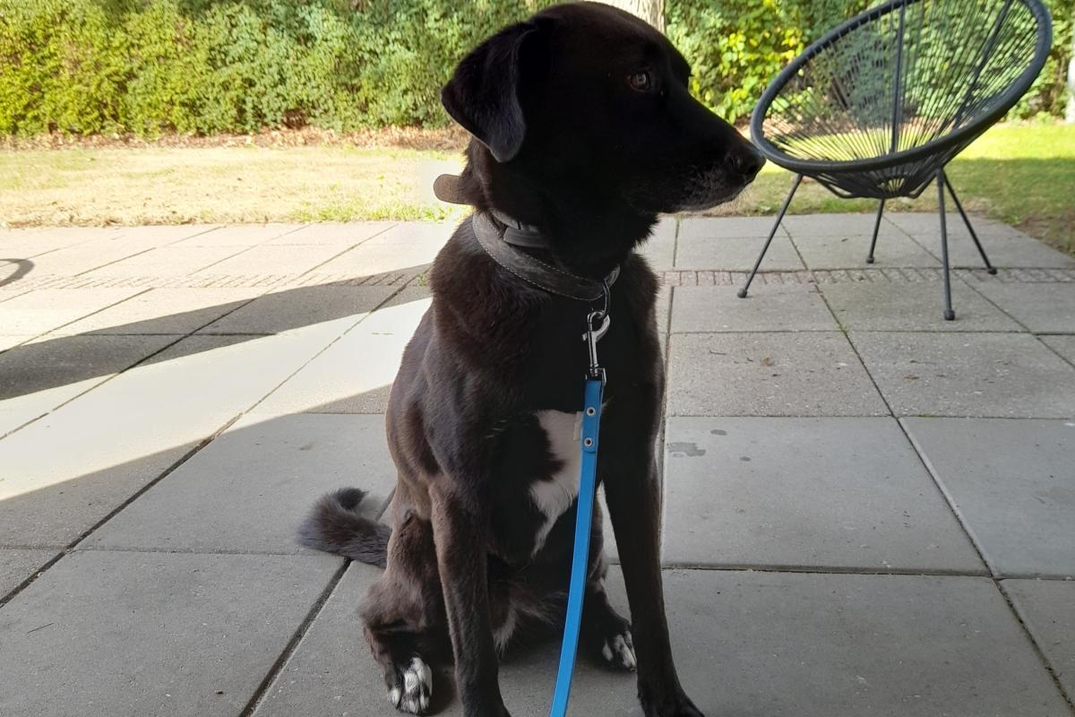 Nala