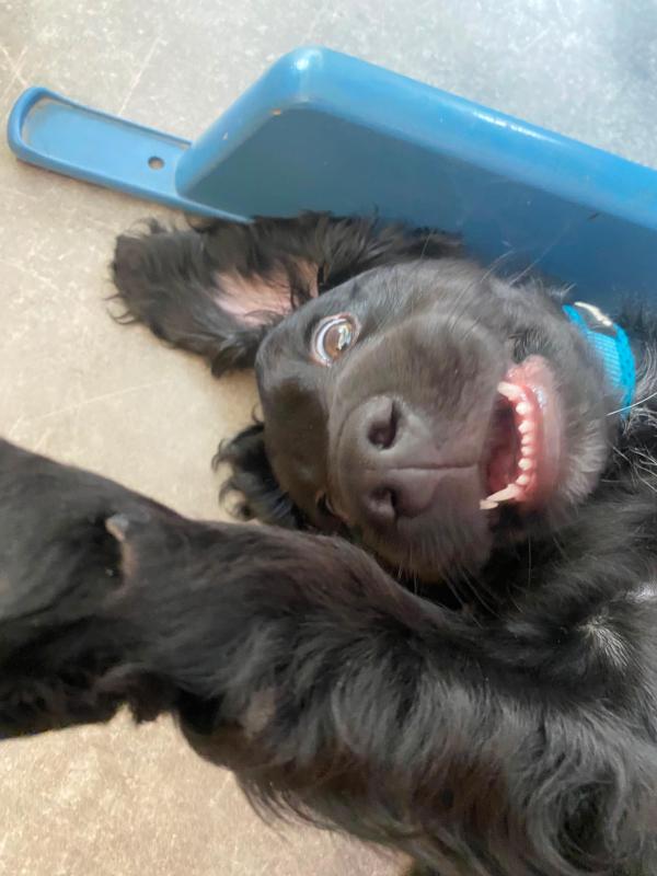 Stoffel