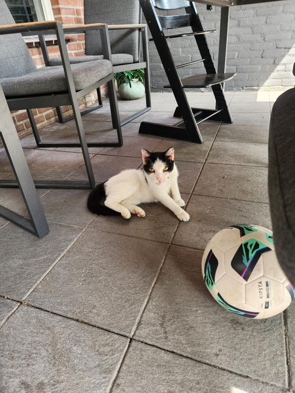 Pip