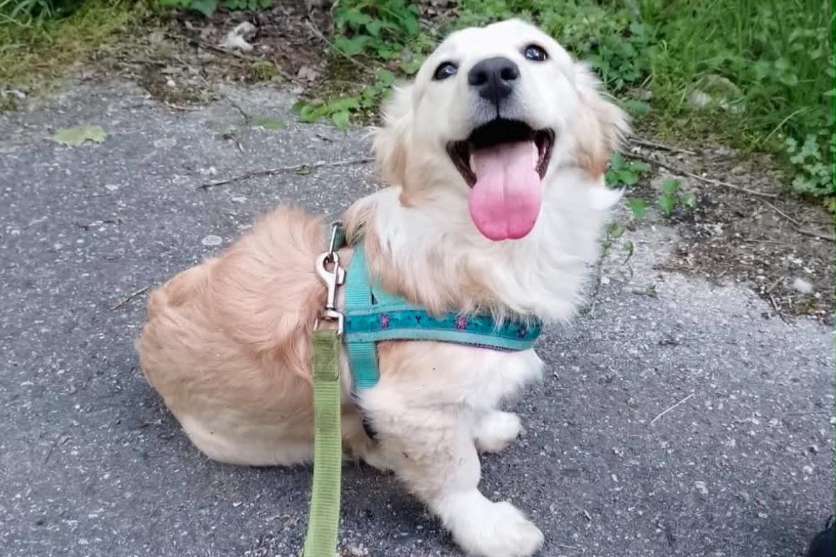 Vlinder