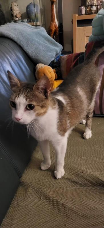 Mochi