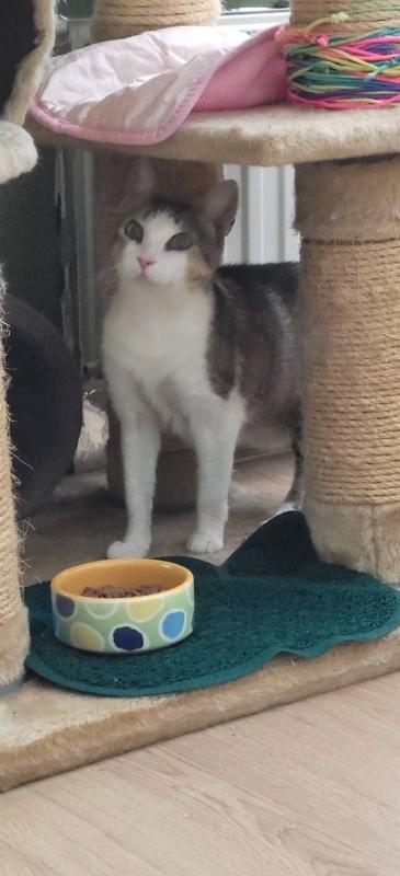 Mochi