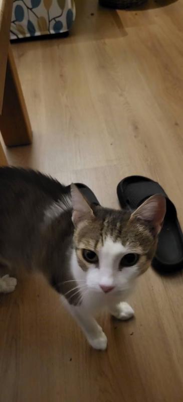 Mochi