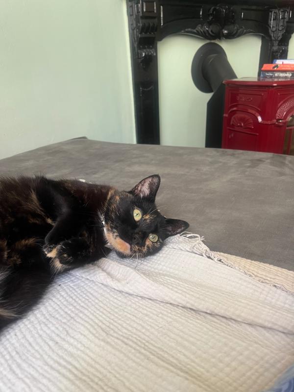 Babypoes