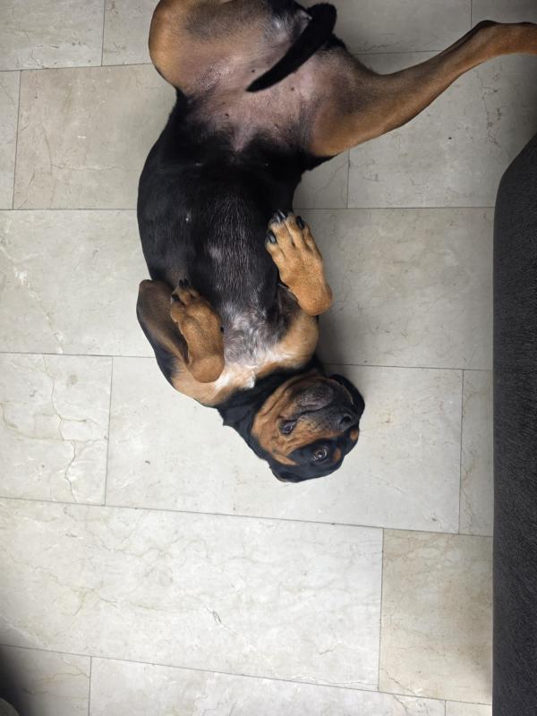 Daisy