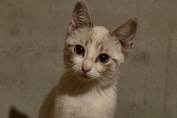 Mirabella