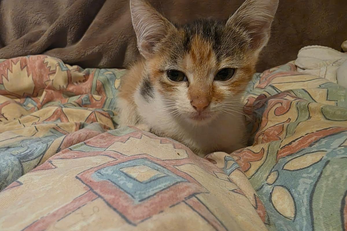 Gracie