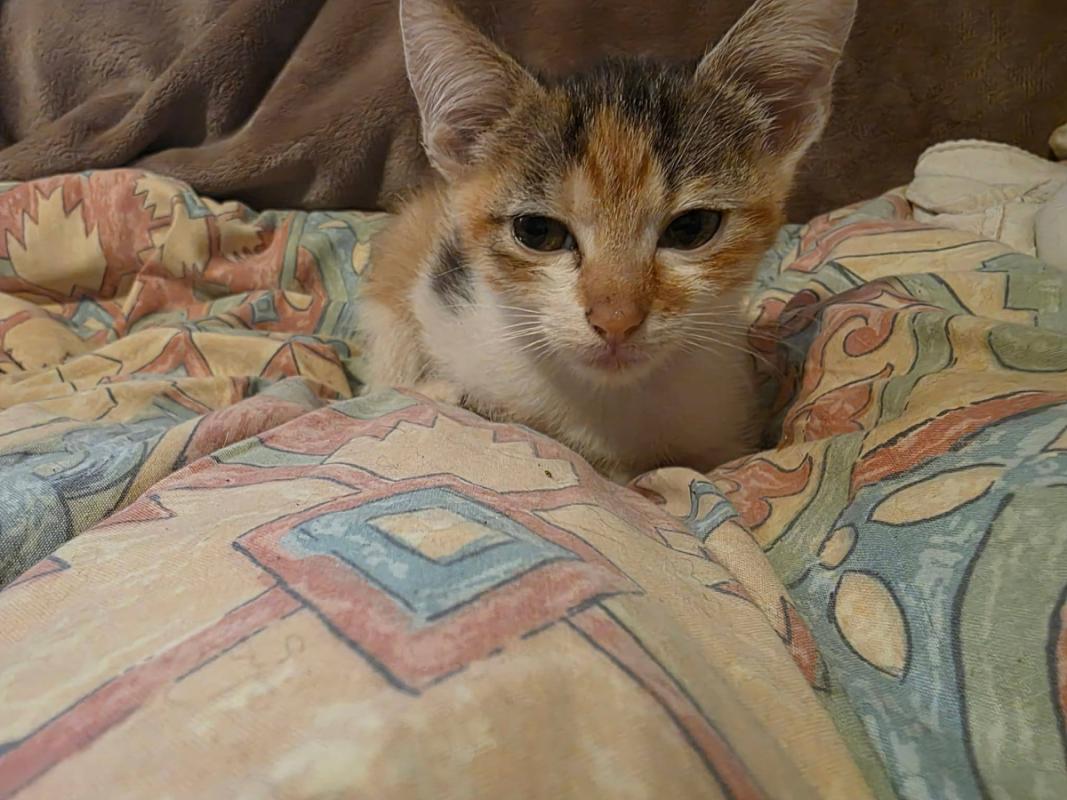 Gracie