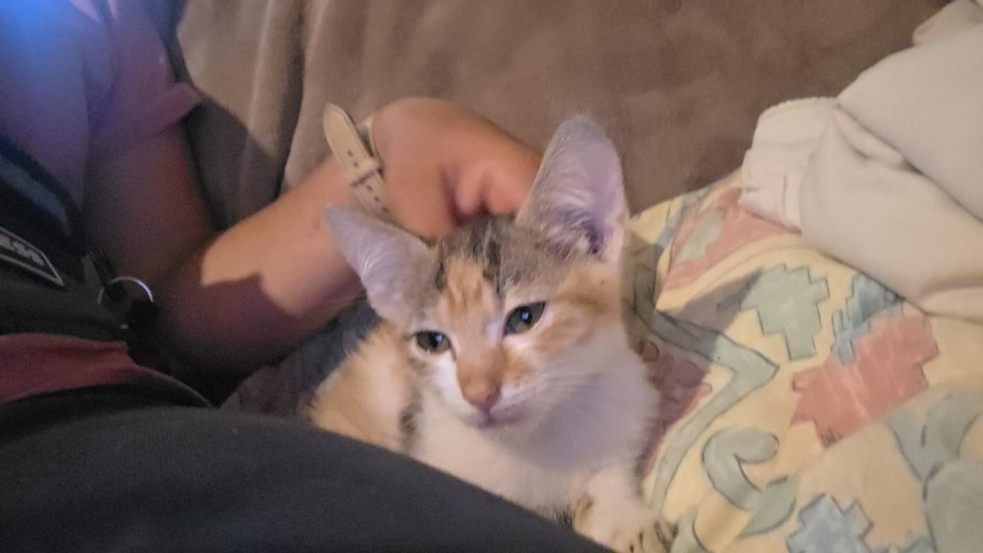 Gracie