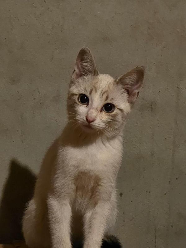 Gracie