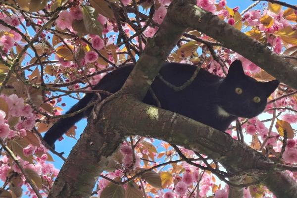 Blacky