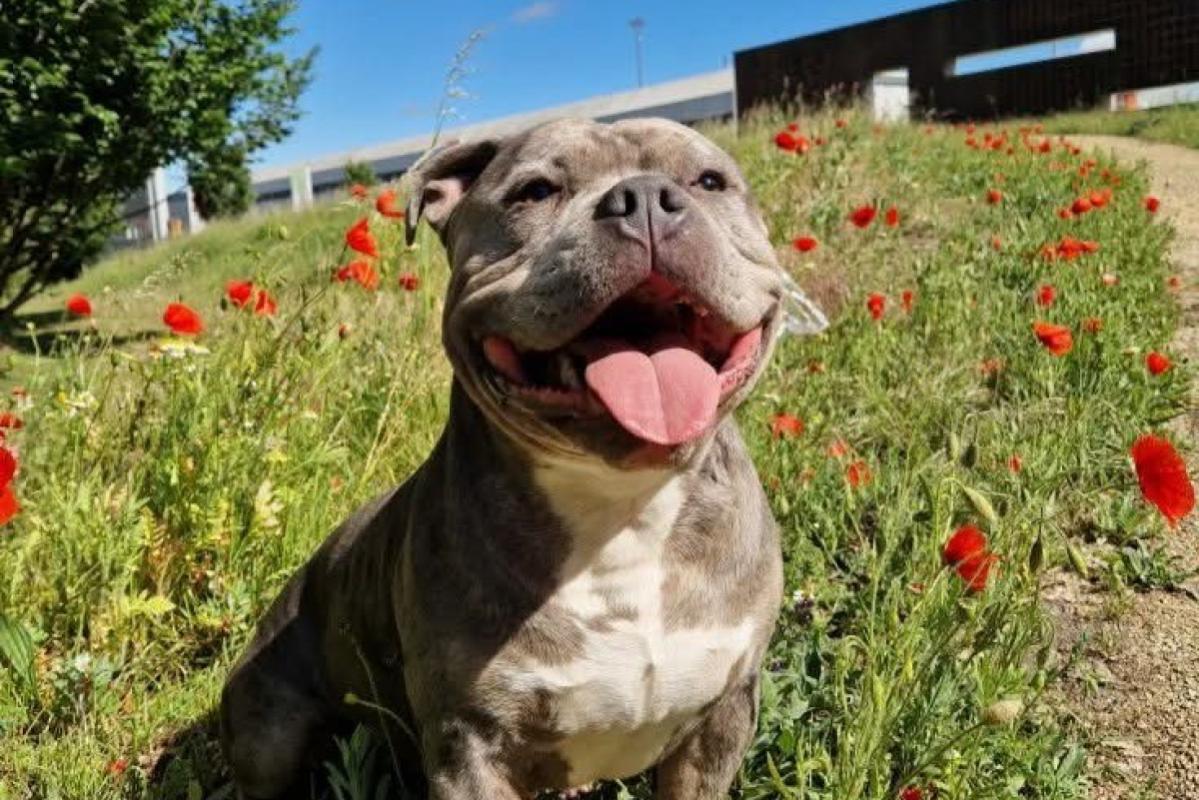 Odin