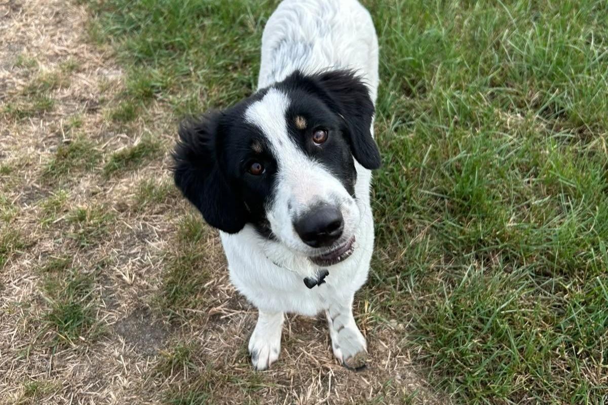 Nala