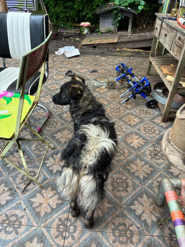 Gizmo