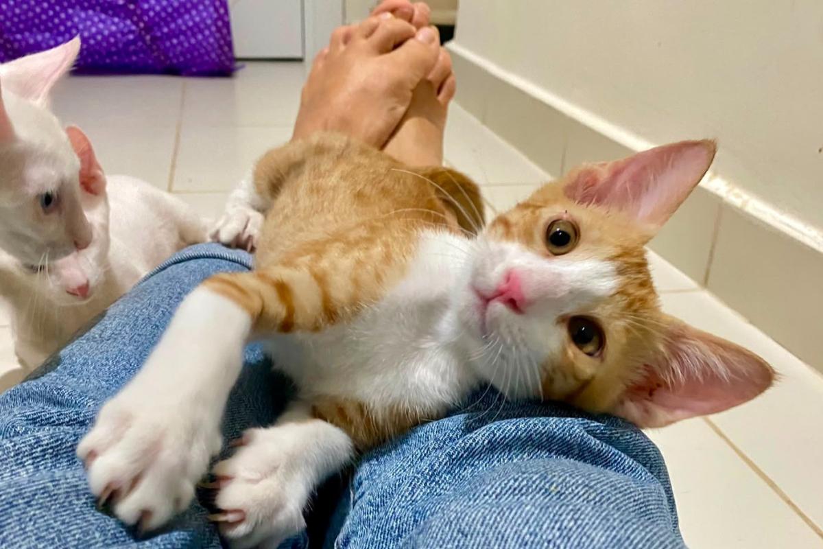 Leonardo (Leo)
