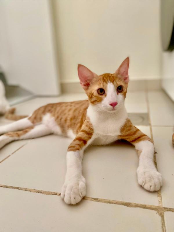Leonardo (Leo)