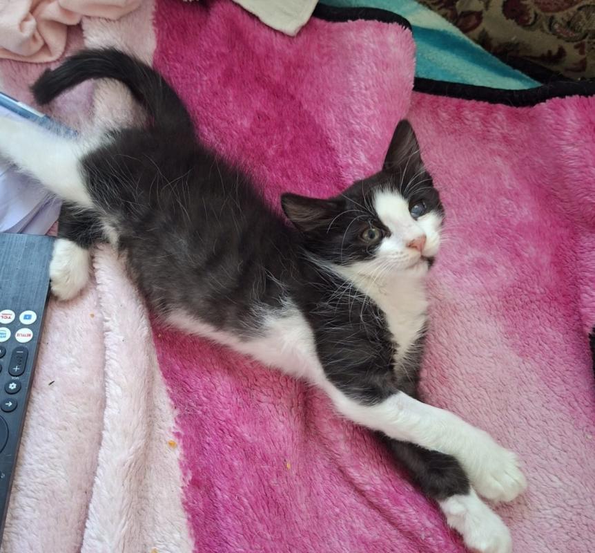 Gizmo