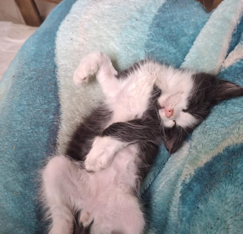 Gizmo