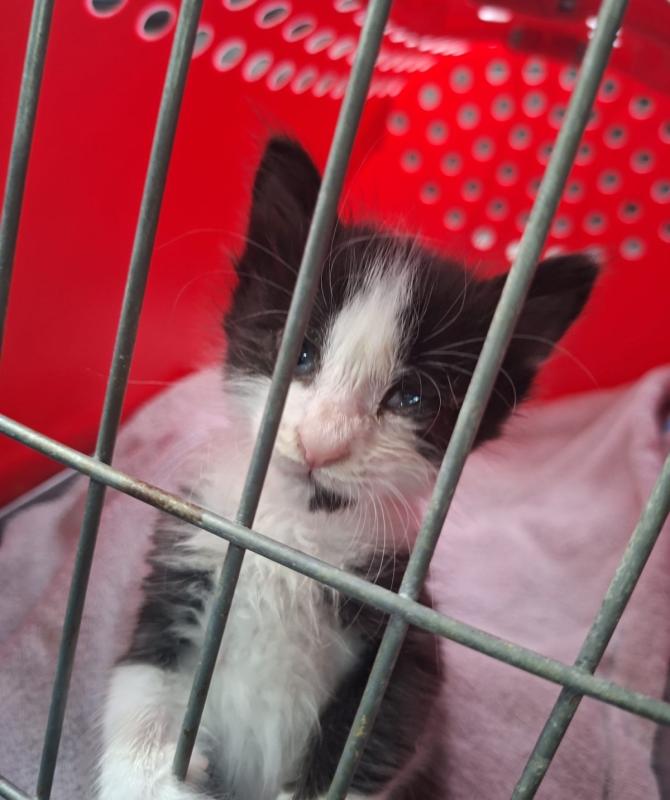 Gizmo