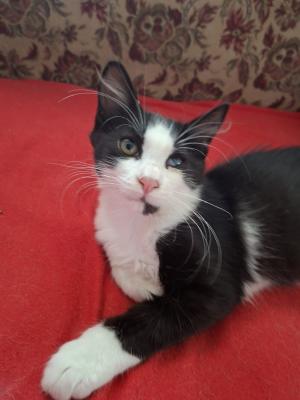 Gizmo
