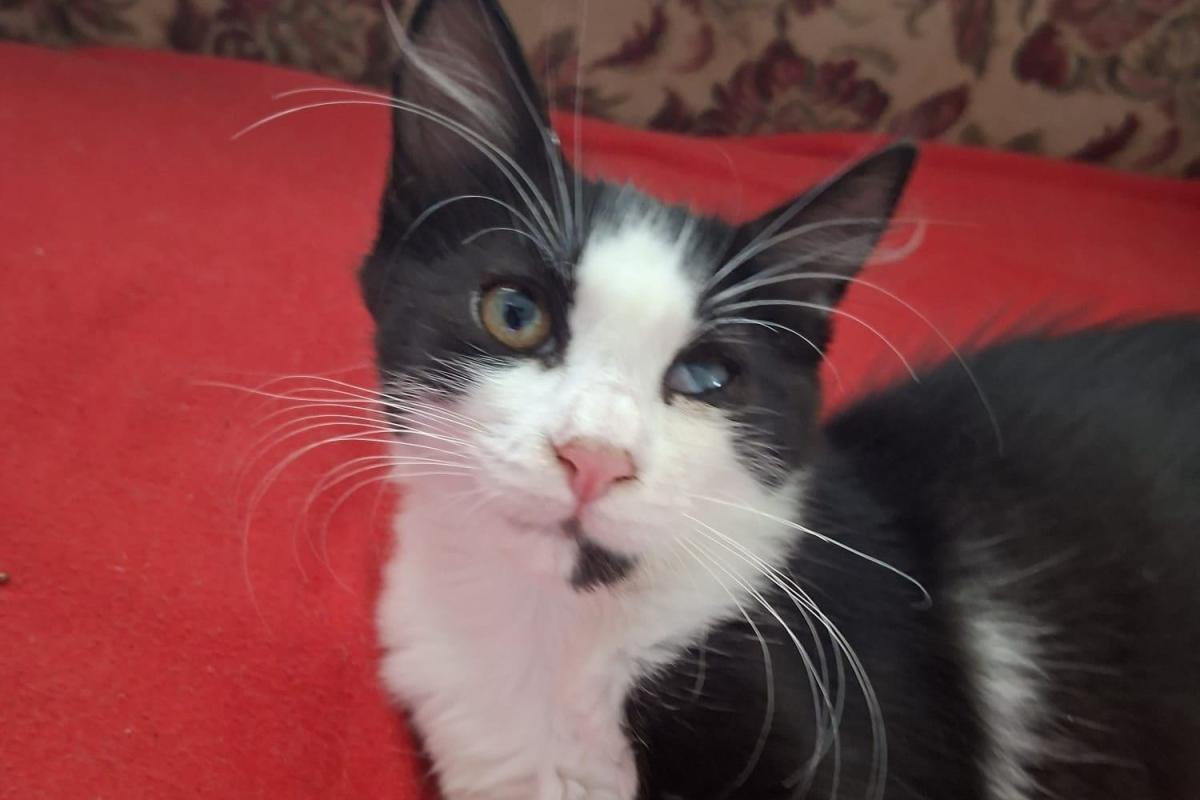 Gizmo