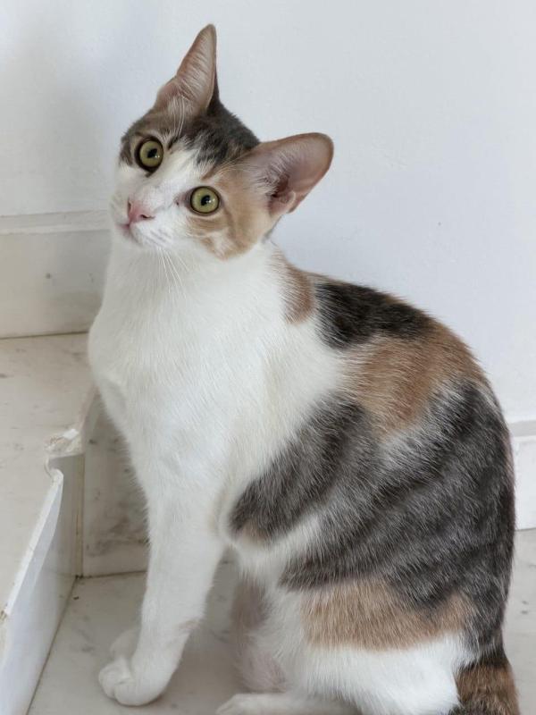 Athena