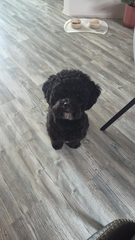 Teddy